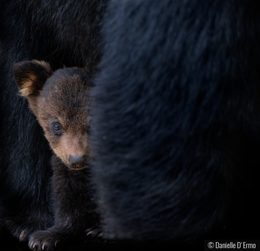 What to do about black bears  The Humane Society of the United States