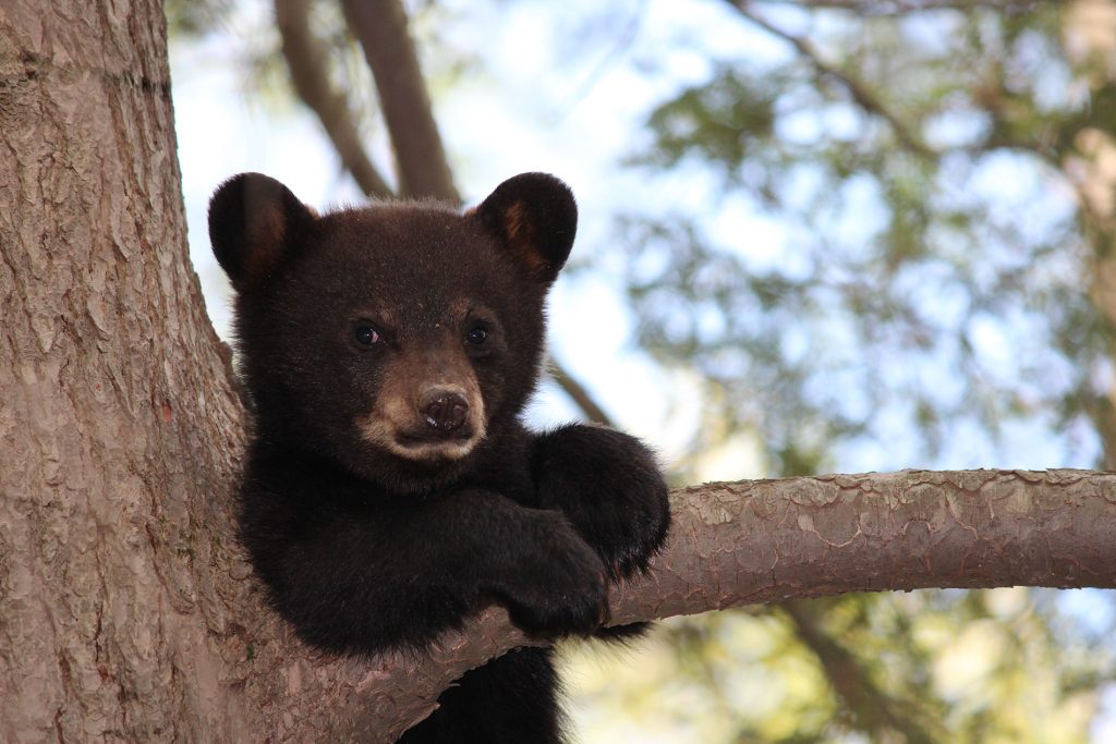 Mama bear keeps cubs longer as shield against hunters: study